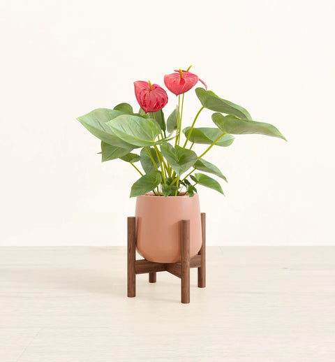 Anthurium Red