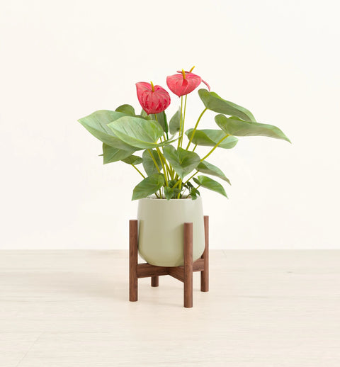 Anthurium Red