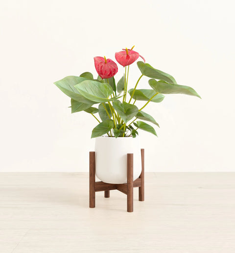 Anthurium Red
