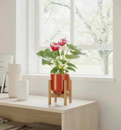 Anthurium Red