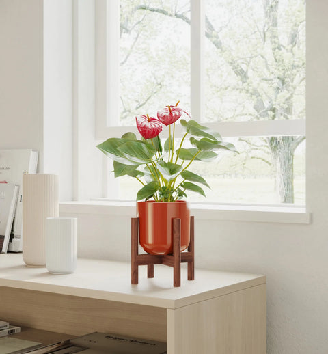 Anthurium Red