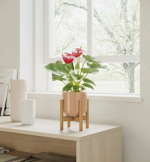 Anthurium Red