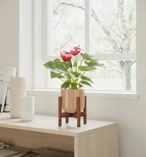 Anthurium Red
