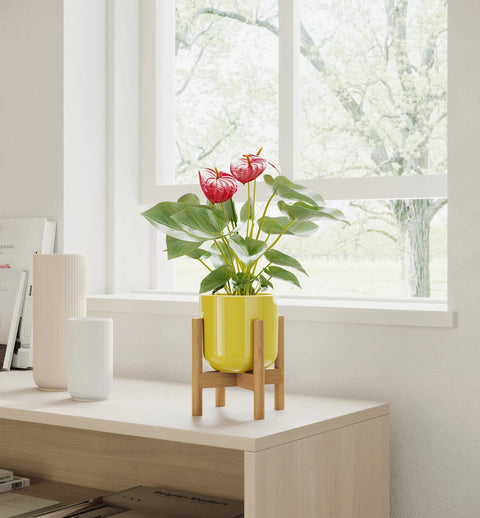 Anthurium Red