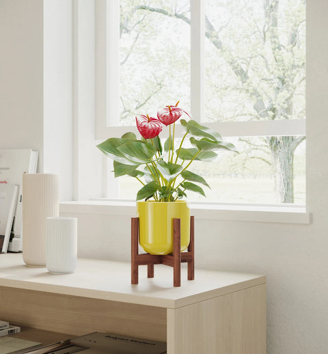Anthurium Red