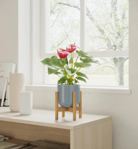 Anthurium Red