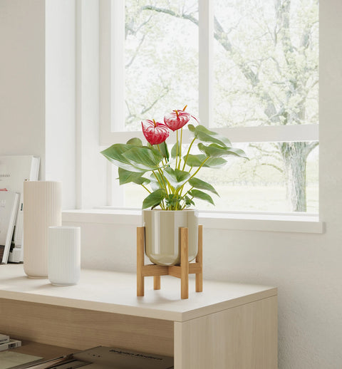 Anthurium Red