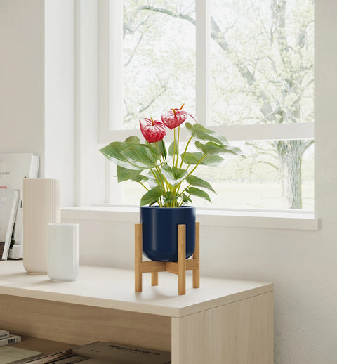 Anthurium Red