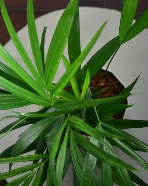 Areca Palm