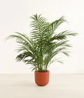 Areca Palm XL