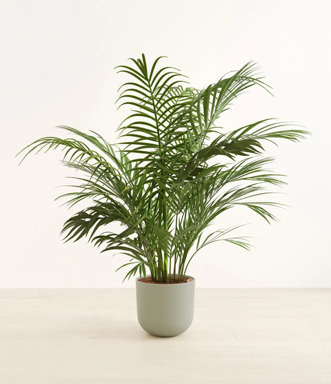 Areca Palm XL