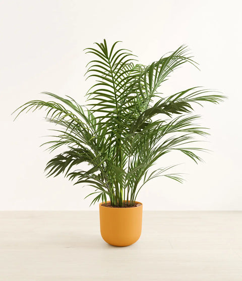 Areca Palm XL