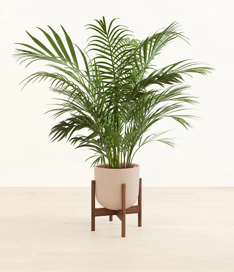 Areca Palm XL