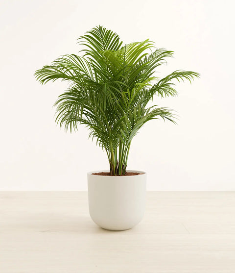 Areca Palm