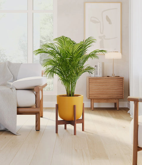 Areca Palm