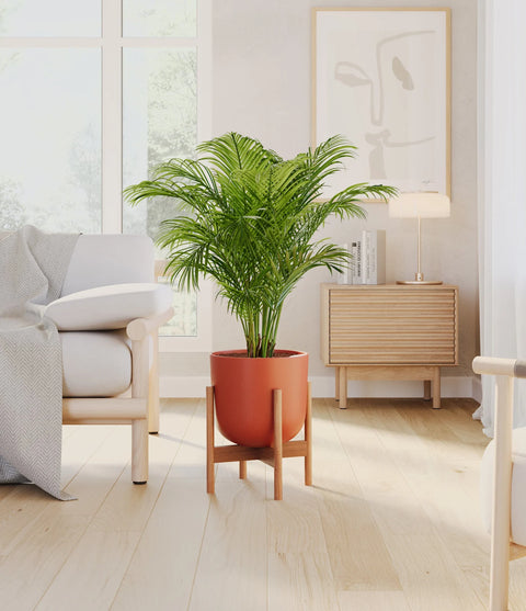 Areca Palm