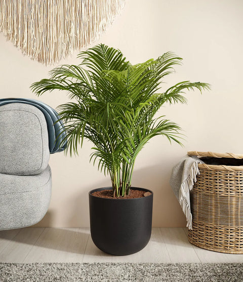 Areca Palm