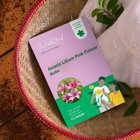 Asiatic Lilium Lily Pink
