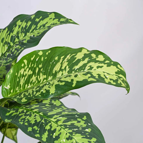 Dieffenbachia Cheetah XL