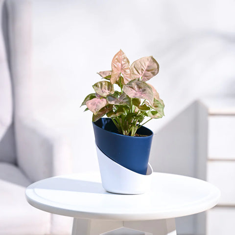 Syngonium Pink