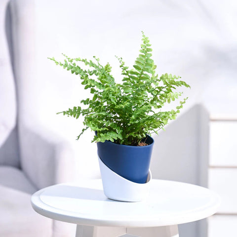 Boston Compacta Fern
