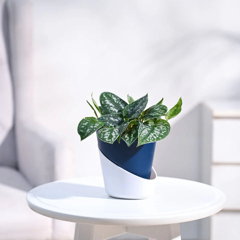 Money Plant Satin - Scindapsus Pictus Argyraeus