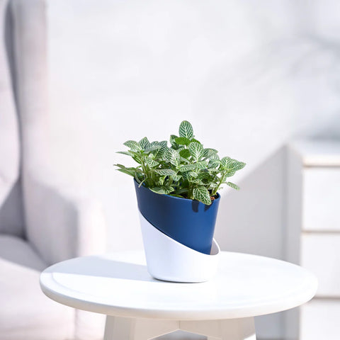 White Nerve Plant