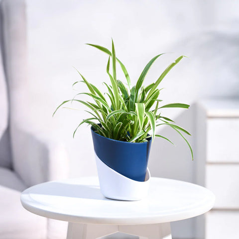 Chlorophytum Spider Plant - Reverse