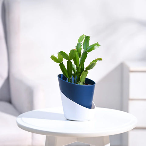 Christmas Cactus