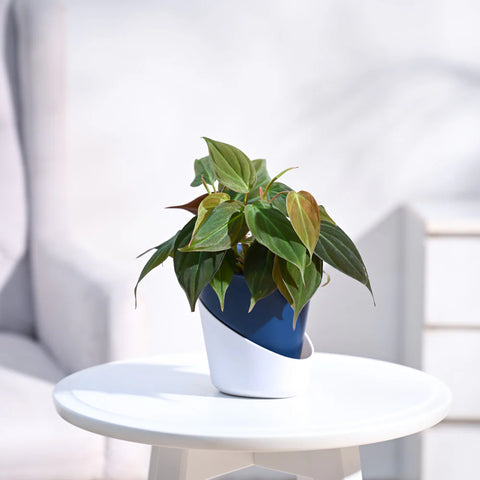 Philodendron Micans