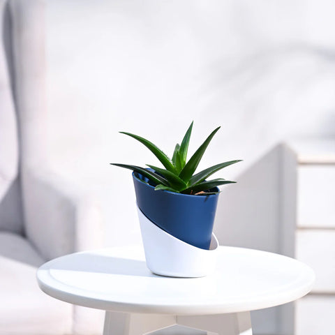 Aloe Vera Green Mini