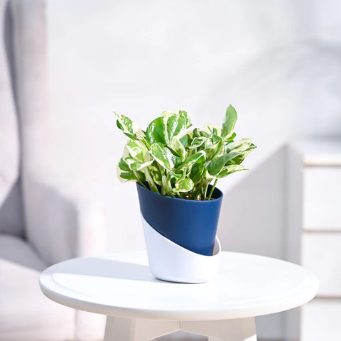 Epipremnum Aureum - N'Joy Pothos