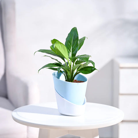 Peace Lily