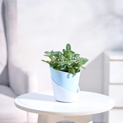 White Nerve Plant