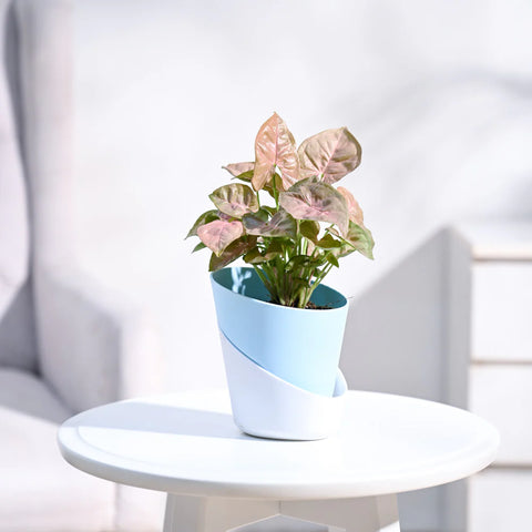 Syngonium Pink