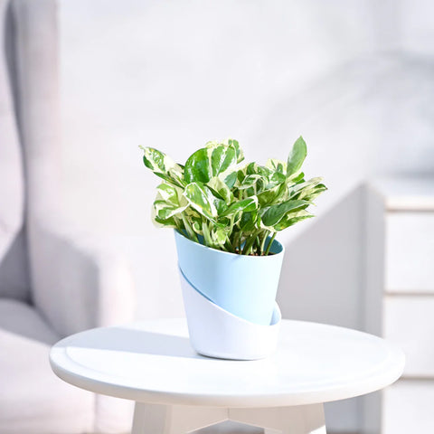 Epipremnum Aureum - N'Joy Pothos