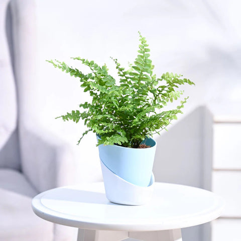 Boston Compacta Fern