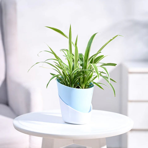 Chlorophytum Spider Plant - Reverse