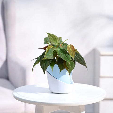 Philodendron Micans
