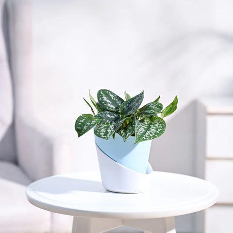 Money Plant Satin - Scindapsus Pictus Argyraeus