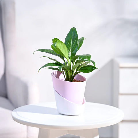 Peace Lily