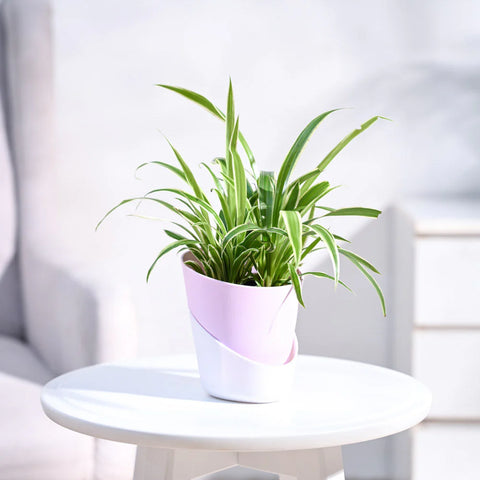 Chlorophytum Spider Plant - Reverse