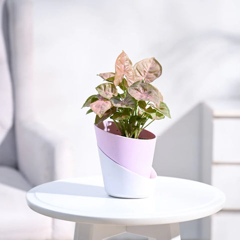 Syngonium Pink