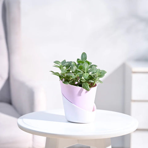 White Nerve Plant