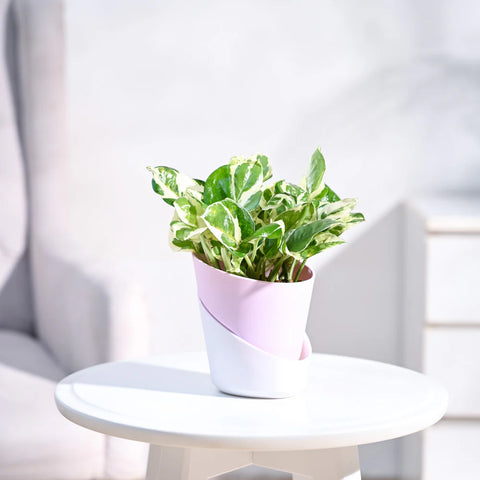 Epipremnum Aureum - N'Joy Pothos