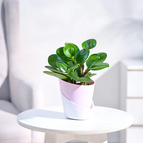 Peperomia Obtusifolia