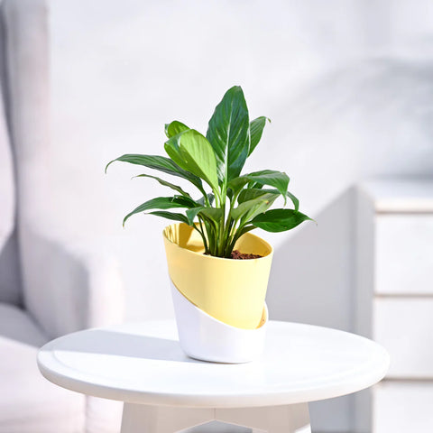 Peace Lily