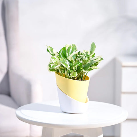 Epipremnum Aureum - N'Joy Pothos