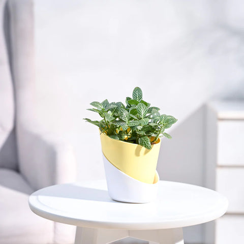 White Nerve Plant