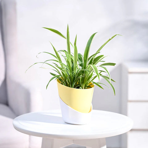 Chlorophytum Spider Plant - Reverse